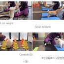 건강하게 동물병원 | 강아지 침치료 후기｜노견 허리통증·어깨통증 재활치료, 한걸음더재활한방동물병원