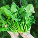 시금치 이미지