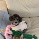 애견스케치 | 강아지 노즈워크 장난감 추천 도그스케치 5in1 노즈워크 애견 장난감 후기