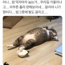 배부른고양이 이미지