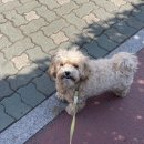 보니또그 이미지