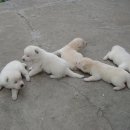 포숑포숑 이미지