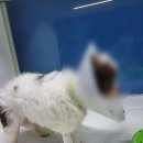 중랑차동물병원 이미지