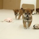 포시바(For Shiba) 이미지