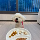 주식회사 동물의집 이미지