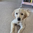 세이프독하우스 이미지