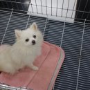 멍멍이와 야옹이 이미지