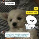 더디씨 이미지
