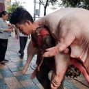 별난돼지 이미지