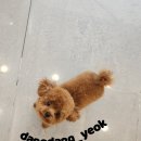 댕댕역 이미지