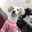 닥터각 동물병원 이미지