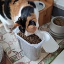 펫 로드스타 컴퍼니 이미지