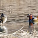 오리 날다 이미지