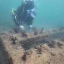 산호환경 이미지