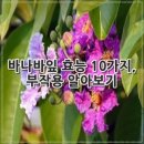바나바잎 효능 10가지, 부작용 알아보기 이미지