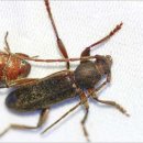 털보순대 이미지