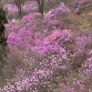 마켓진달래 | 부천 진달래축제 원미산 진달래동산 다녀온 후기｜3,4월 봄 데이트 가볼만한곳 추천