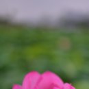 연꽃테마파크 이미지