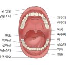 설소대 단축증[Tongue tie]기타 이미지