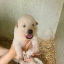 진도개패밀리 이미지