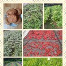 은적자연관광농원 이미지