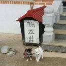 개조심 Daum카페