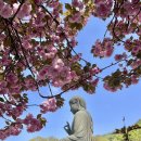 엠파이어모텔 | 천안 태조산 각원사 겹벚꽃 수양벚꽃 개화, 청동대불 앞에서 마음수양하기