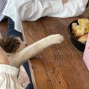 와일드그린 이미지