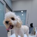 미사서울동물병원 이미지