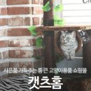 캣츠홈 이미지