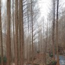 힐링(장태산) 이미지