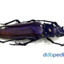 장수하늘소 이미지