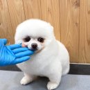 홍글몽글 이미지