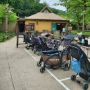 게임피아(삼성물산) | 에버랜드 아이와 with 장애인 탑승예약제도