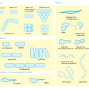 Bacteria 이미지