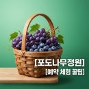삼윤농장 | 세종 포도나무정원 예약 팁과 블루베리 포도 따기 체험 완벽 정리