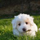 강아지집 이미지