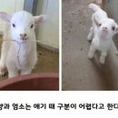 양 - 유성구 관들2길 72-25 | 양
