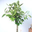 파스텔휴먼피부과의원 이미지