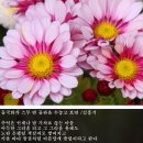 들국화가 스무 번 들판을 수놓고 보면 /김흥기 이미지