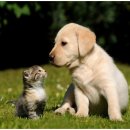 내강아지 이미지