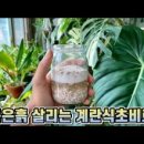 황금비료 네이버블로그