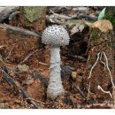 긴뿌리광대버섯 Amanita japonica Bas ハイイロオニタケ 이미지