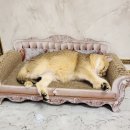 브룩스캣슬 이미지