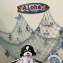 칸타삐야 | 부산 강아지 생일케이크는 여기 칸타삐야에서