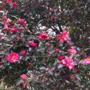 카페앞뜰&갤러리 이미지