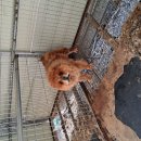 차우차우 이미지