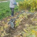 으뜸울금농장 이미지