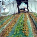 상월 농장 이미지