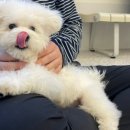 멍돌핀 이미지
